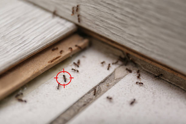  Seadrift, TX Pest Control Pros