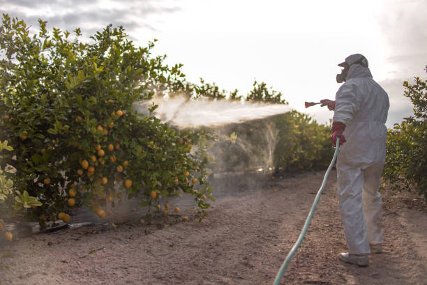 Best Wasp Removal Services  in Seadrift, TX