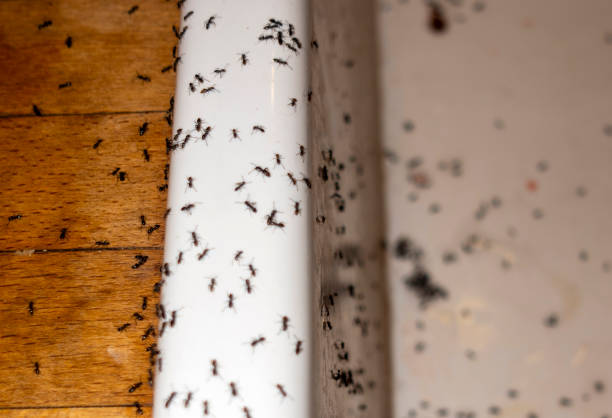 Best Pest Prevention Services  in Seadrift, TX
